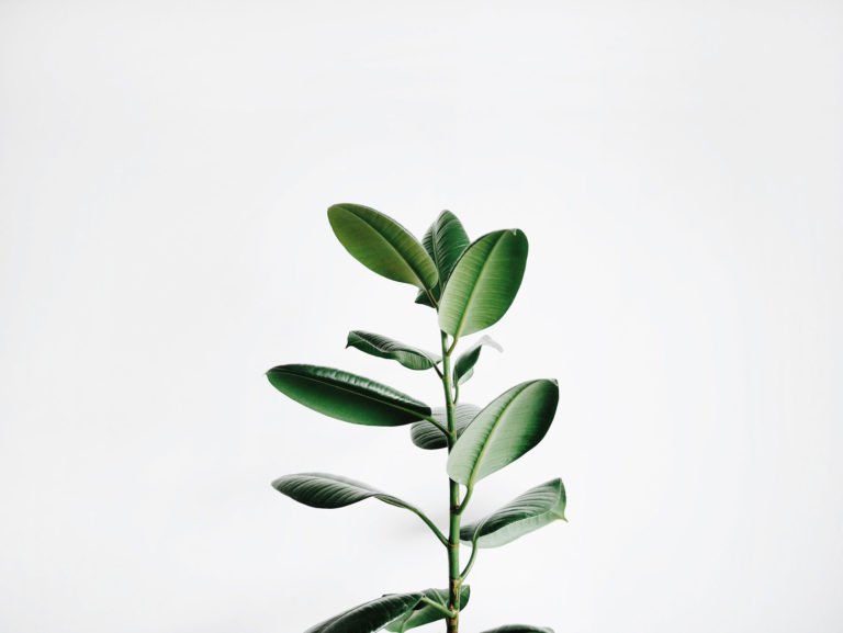"Slow Living", the time to take the time