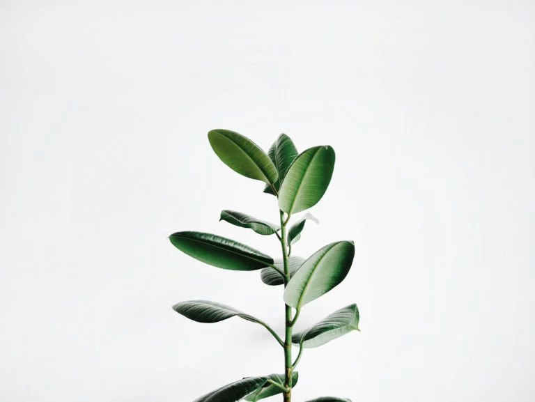 "Slow Living", the time to take the time