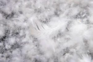 Blog-duck-down-feathers