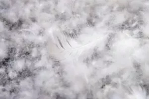 Blog-duck-down-feathers