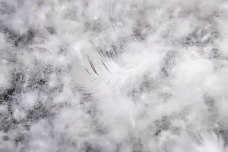 Blog-duck-down-feathers