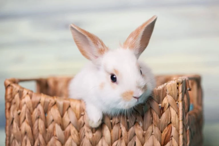 What is PETA-APPROVED VEGAN certification?